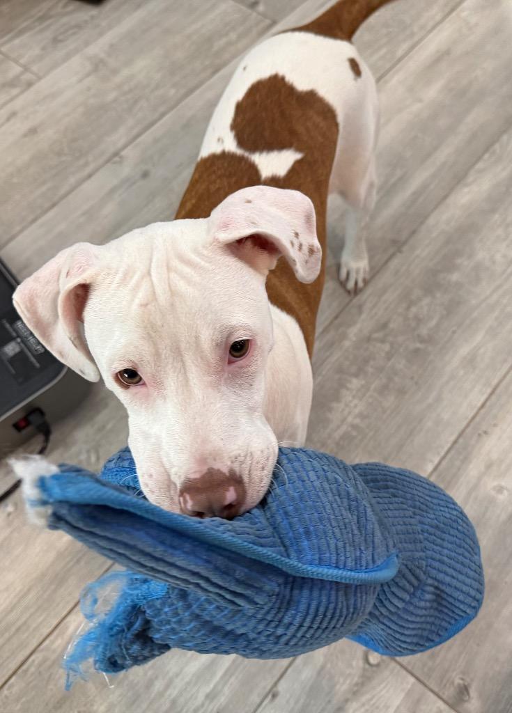 Brody Maine thumbnail 5