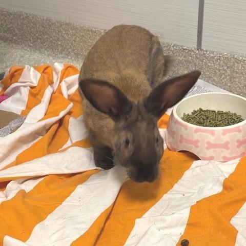 Happy, Adoptable, Adult Male Cinnamon.