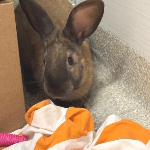 Enlarge Happy, a Adoptable Cinnamon in Baldwin, WI image 2/2