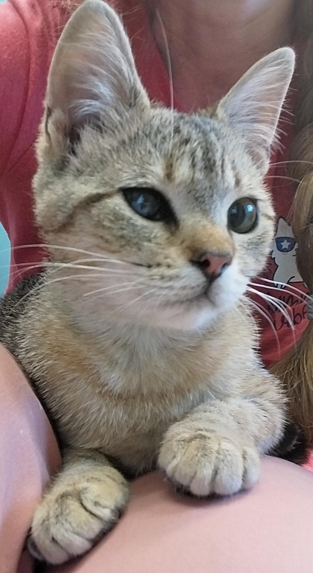 Tilly, Young Female Domestic Short Hair