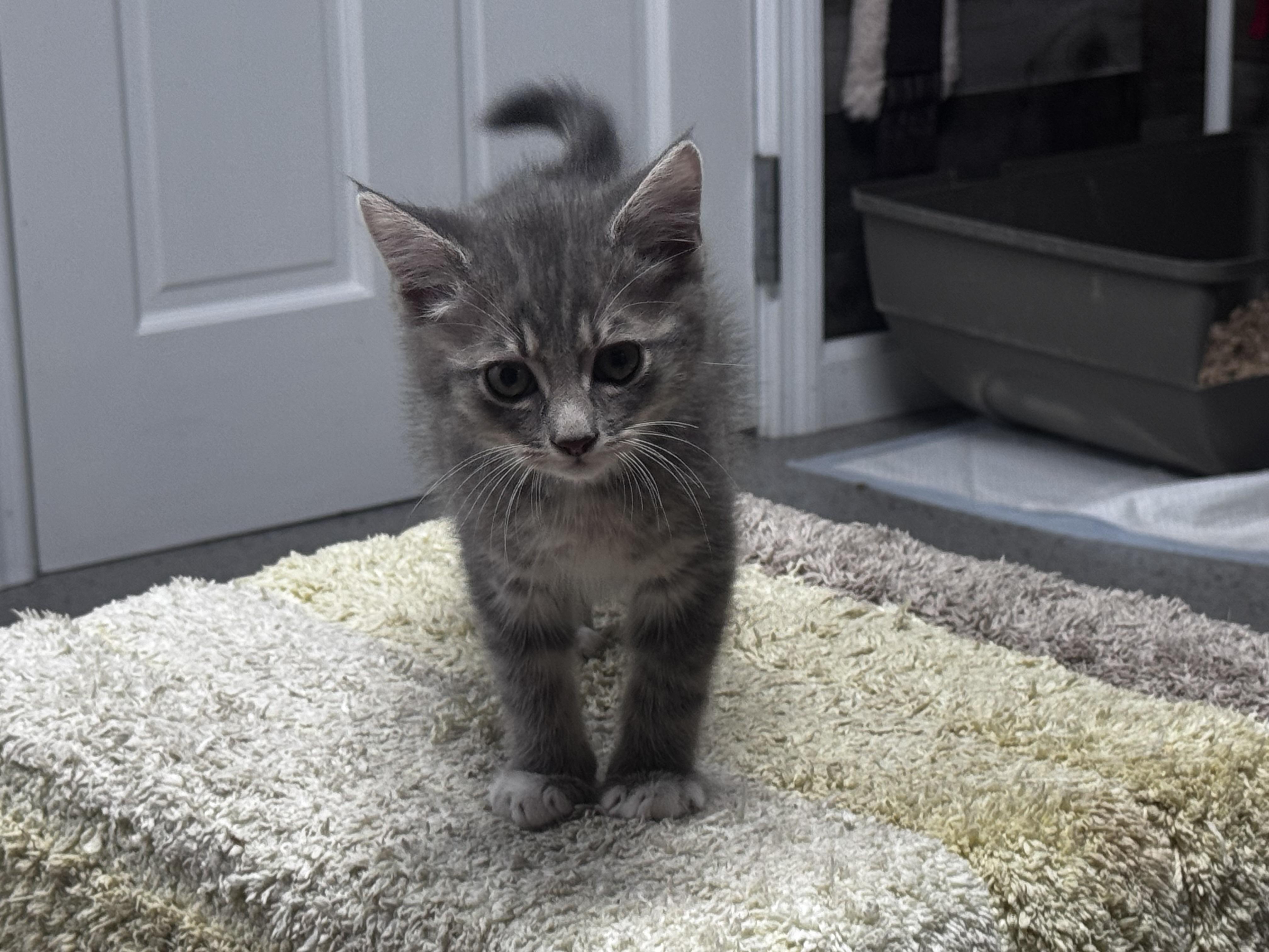 Jake, a ADOPTABLE Domestic Short Hair in Pottsville, PA image 3/3