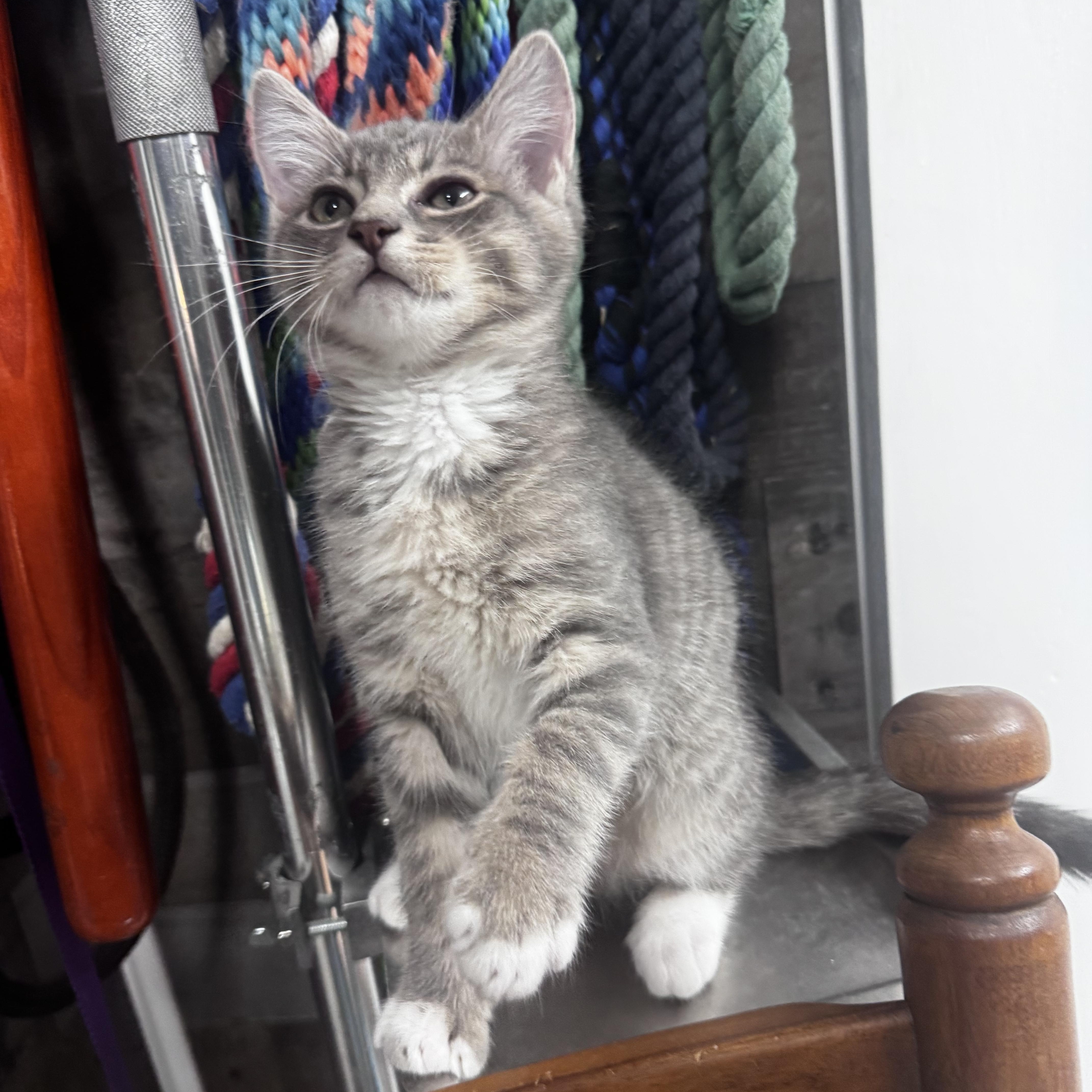 Jake, ADOPTABLE, Kitten Male Domestic Short Hair.