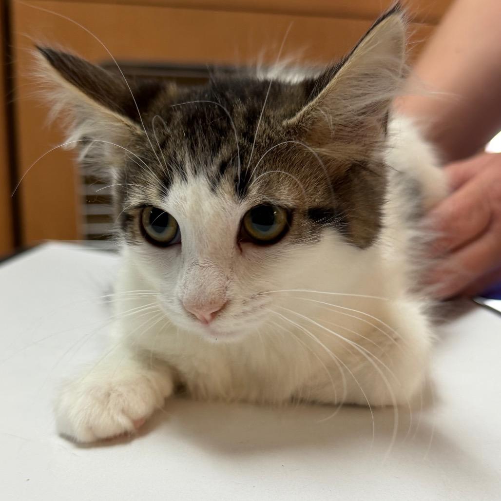 Dot, a Adoptable Domestic Short Hair in Idaho Falls, ID image 1/2