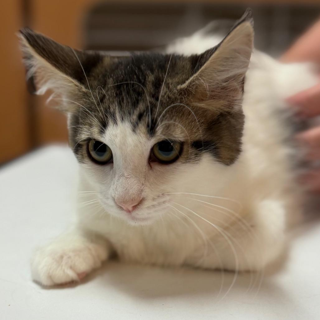 Dot, a Adoptable Domestic Short Hair in Idaho Falls, ID image 2/2