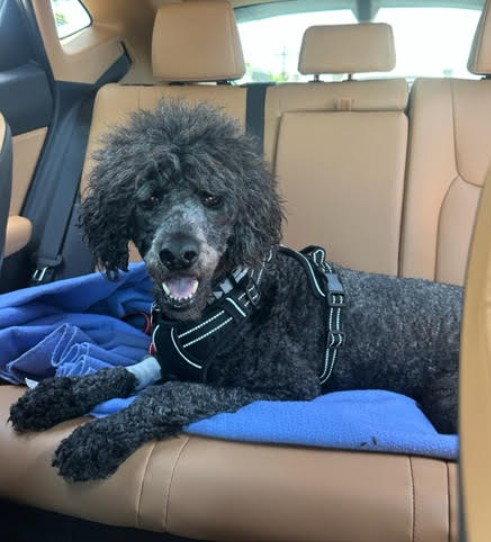 Enlarge Hank, a Adopted Standard Poodle in San Diego, CA image 1/3
