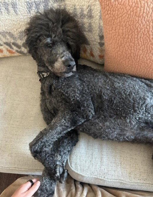 Enlarge Hank, a Adopted Standard Poodle in San Diego, CA image 2/3