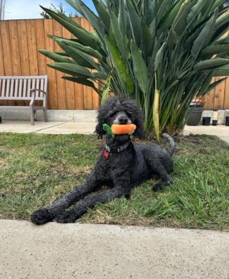 Enlarge Hank, a Adopted Standard Poodle in San Diego, CA image 3/3