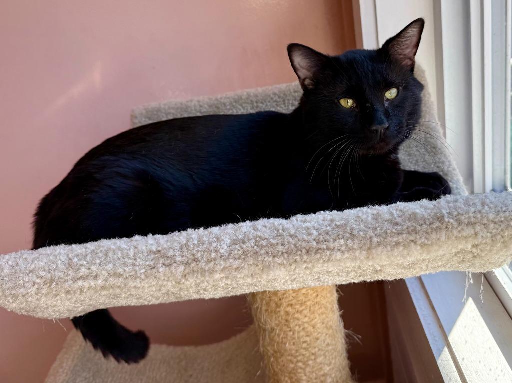 Bowtie, Adoptable, Young Male Domestic Short Hair.