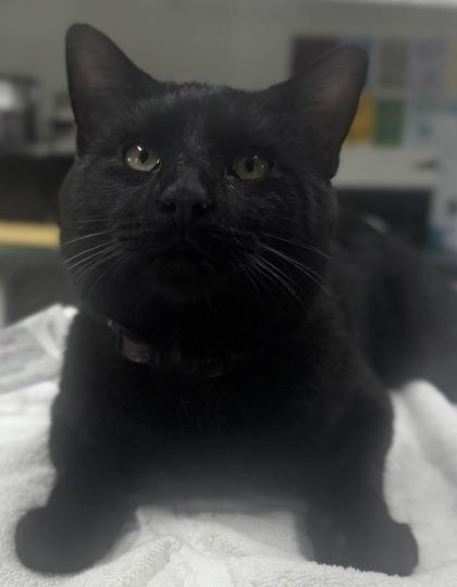 Bowtie, Adoptable, Young Male Domestic Short Hair.