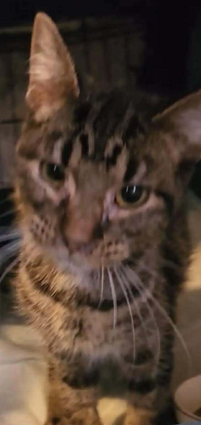 Pebbles, Adoptable, Adult Female Domestic Short Hair.