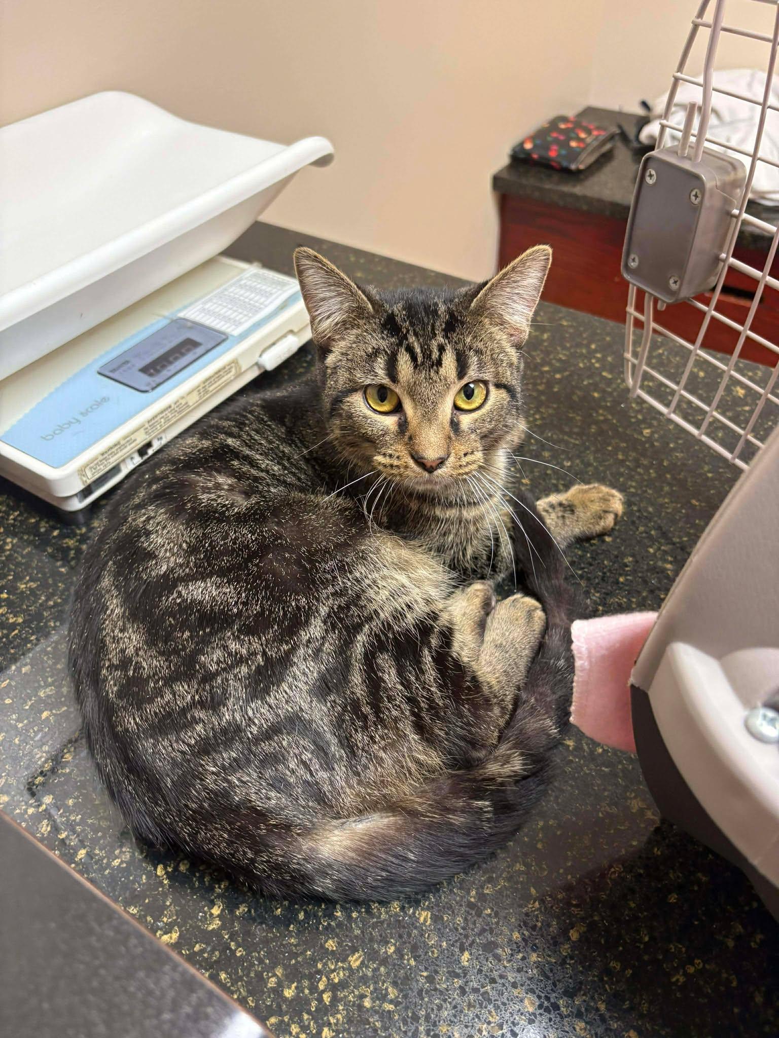 Enlarge Pebbles, a Adoptable Domestic Short Hair in Dalzell, IL image 2/3