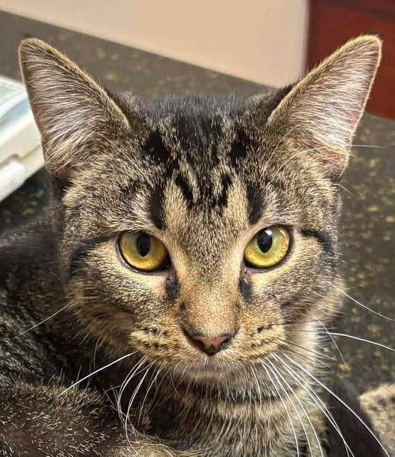 Enlarge Pebbles, a Adoptable Domestic Short Hair in Dalzell, IL image 3/3