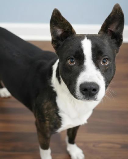 Buzz~SPONSORED!, Adoptable, Adult Male Pit Bull Terrier & Mixed Breed.