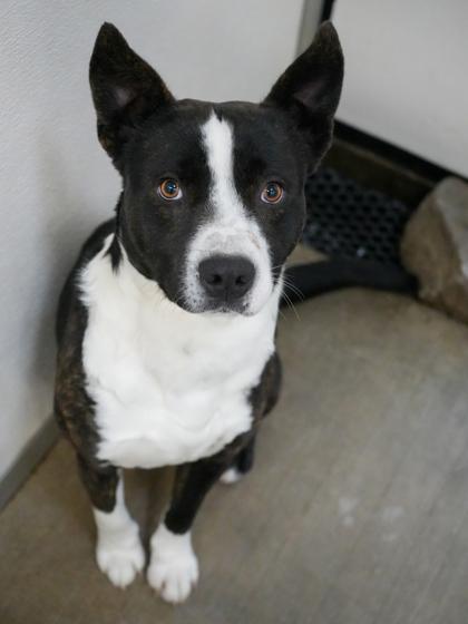 Enlarge Buzz~SPONSORED!, a Adoptable mixed breed in Bowling Green, KY image 3/3