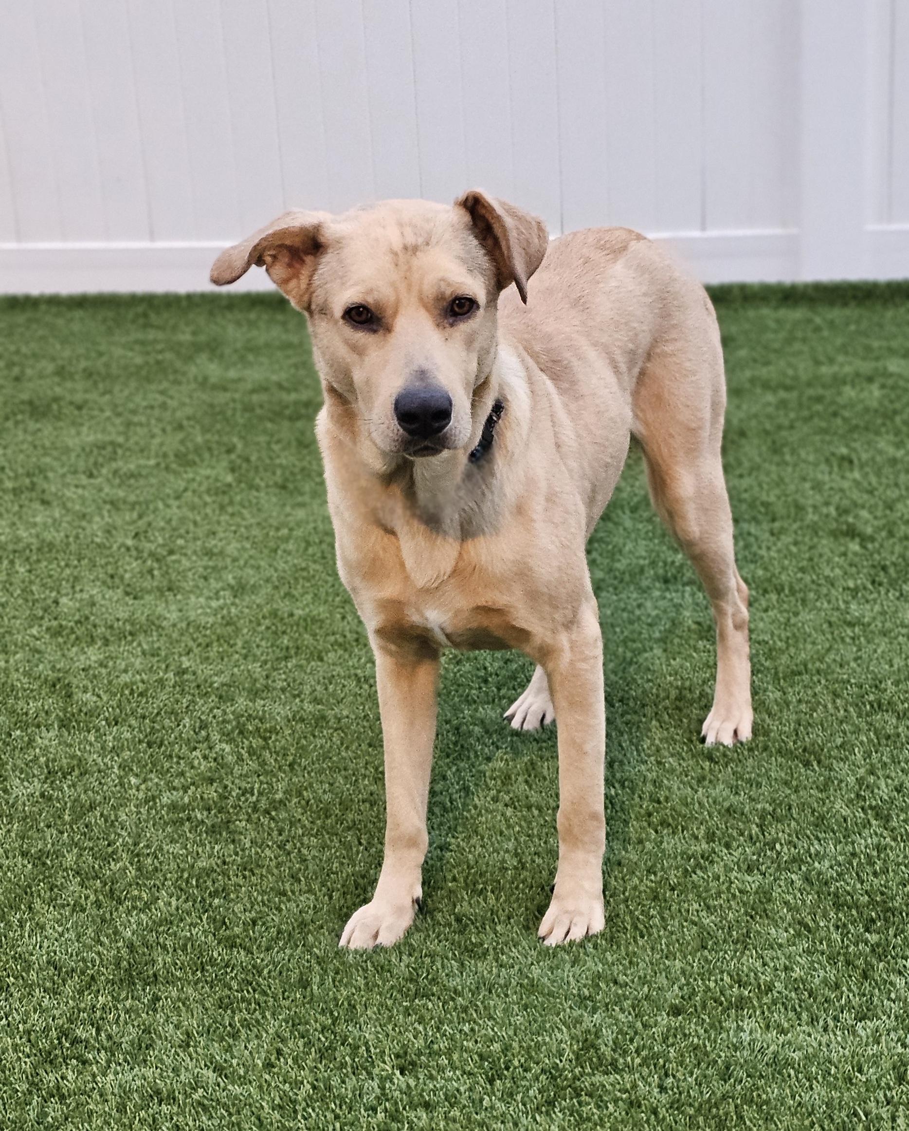 Enlarge Hank, a ADOPTABLE mixed breed in Eagle, ID image 2/5