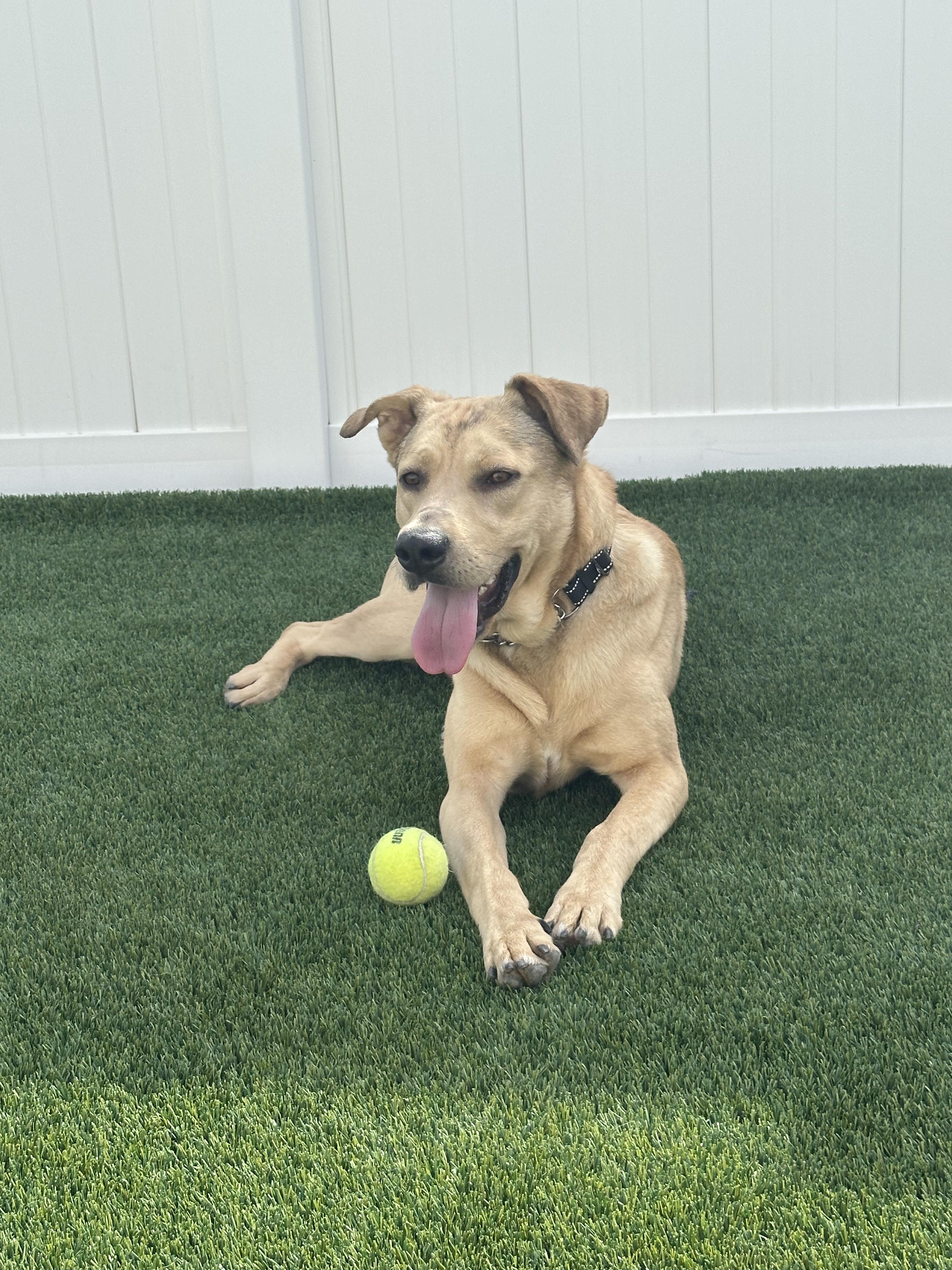 Enlarge Hank, a ADOPTABLE mixed breed in Eagle, ID image 3/5