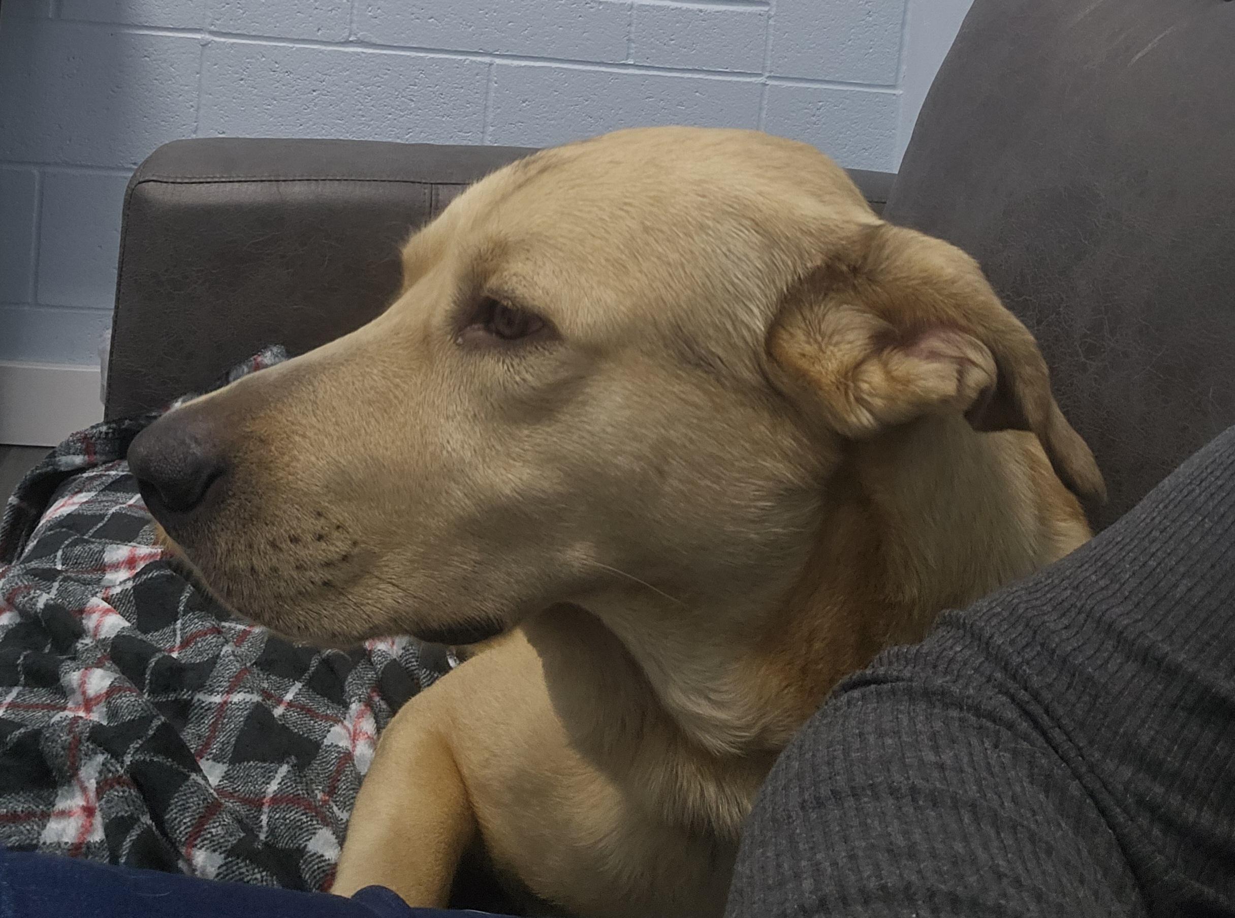 Enlarge Hank, a ADOPTABLE mixed breed in Eagle, ID image 4/5