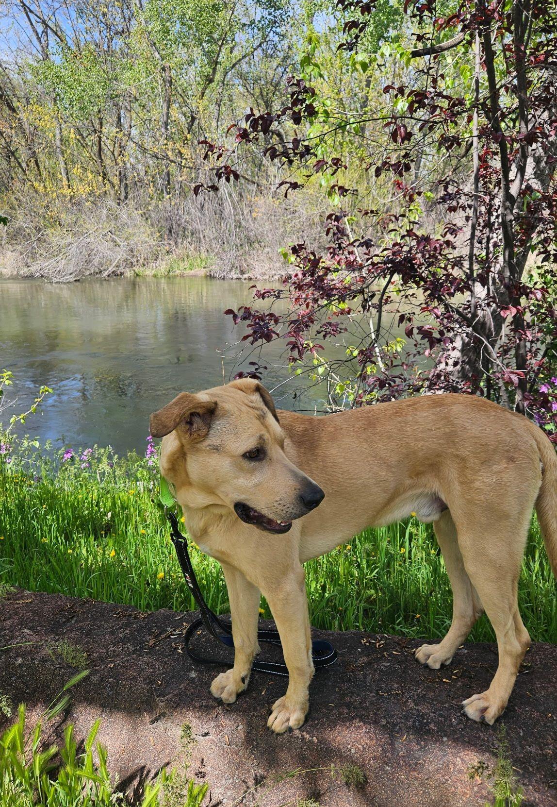 Hank, ADOPTABLE, Young Male Retriever.