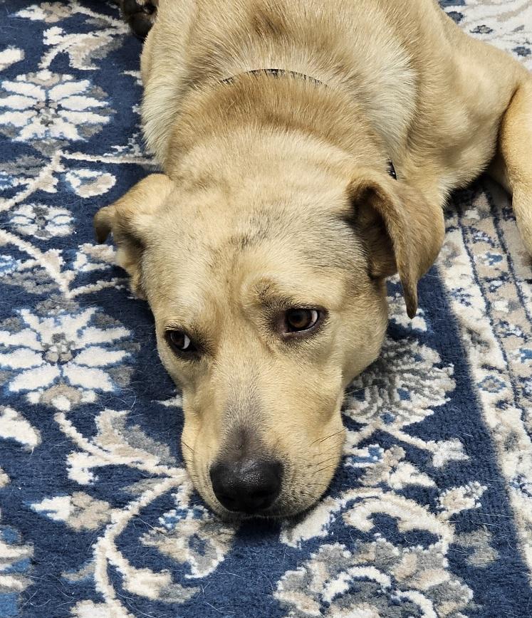 Enlarge Hank, a ADOPTABLE mixed breed in Eagle, ID image 5/5