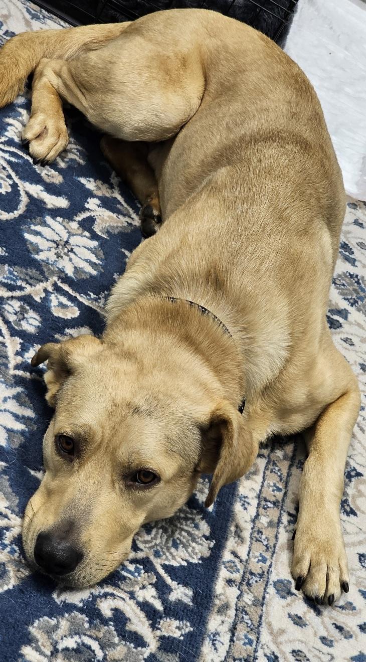 Enlarge Hank, a ADOPTABLE mixed breed in Eagle, ID image 4/5