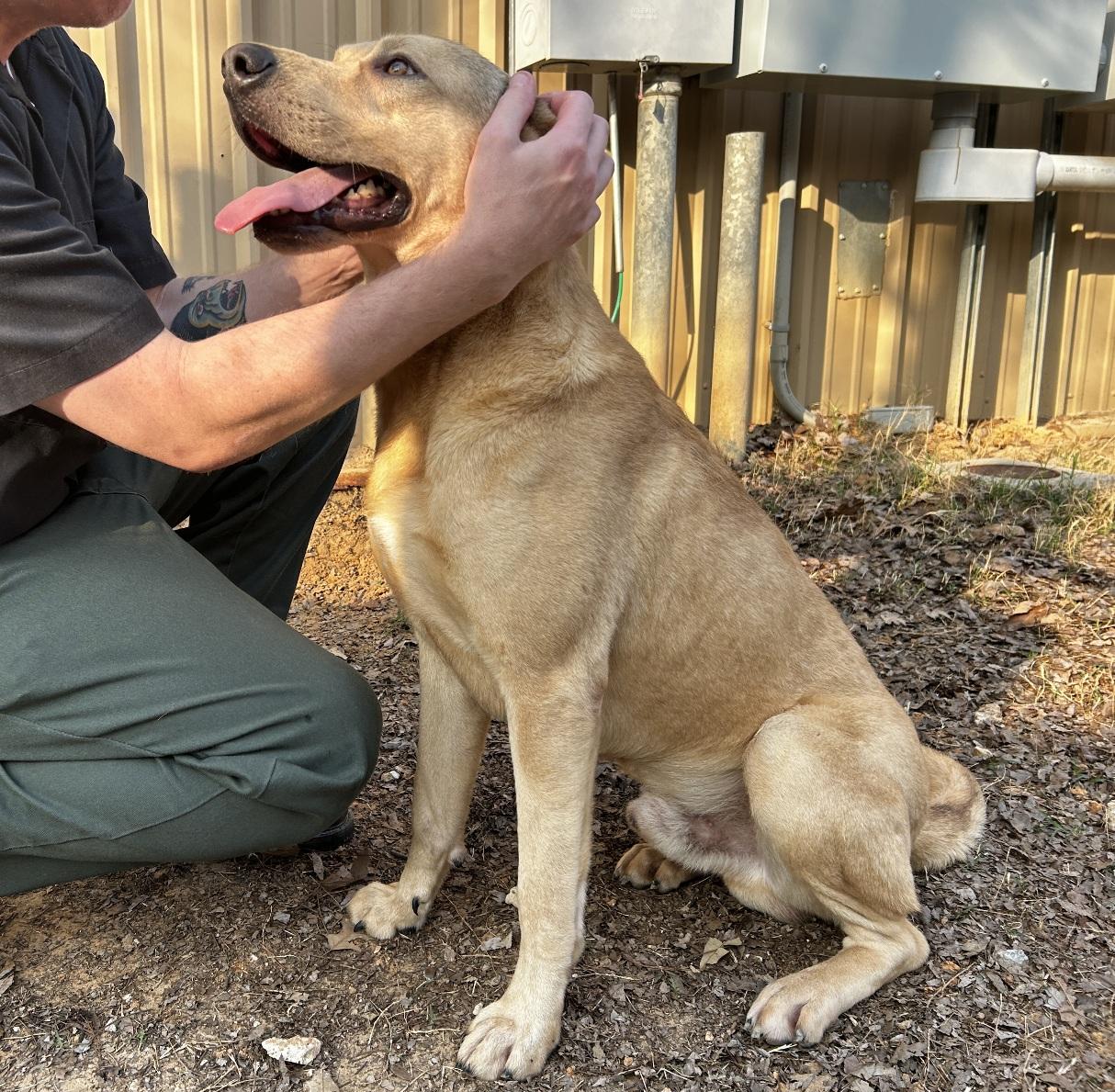Enlarge Hank, a ADOPTABLE mixed breed in Eagle, ID image 2/5