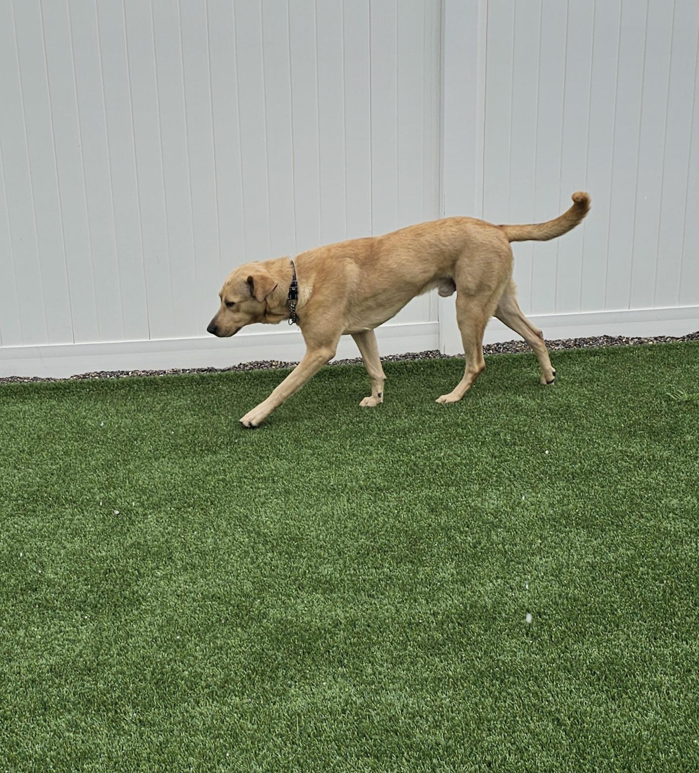 Enlarge Hank, a ADOPTABLE mixed breed in Eagle, ID image 5/5