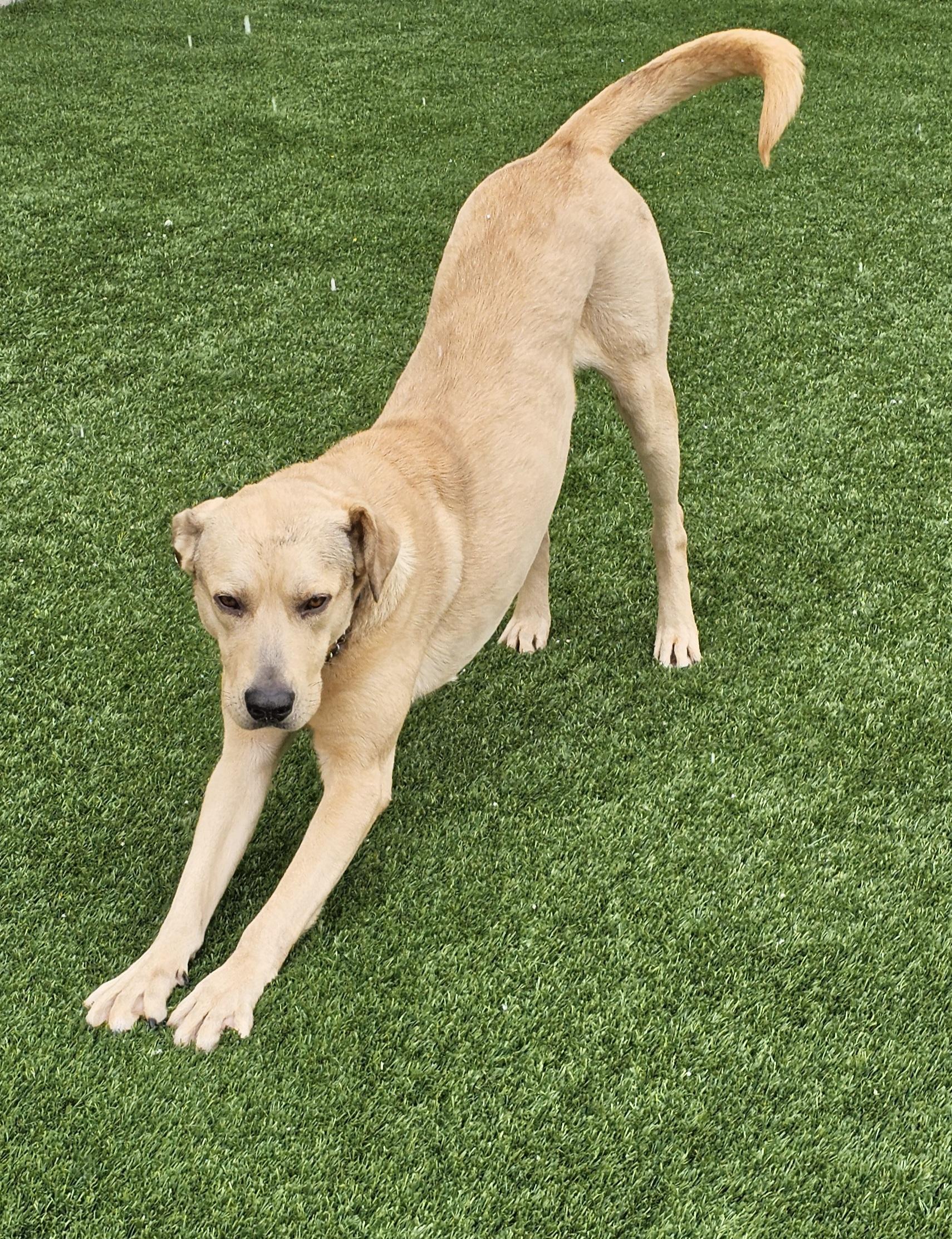 Enlarge Hank, a ADOPTABLE mixed breed in Eagle, ID image 3/5