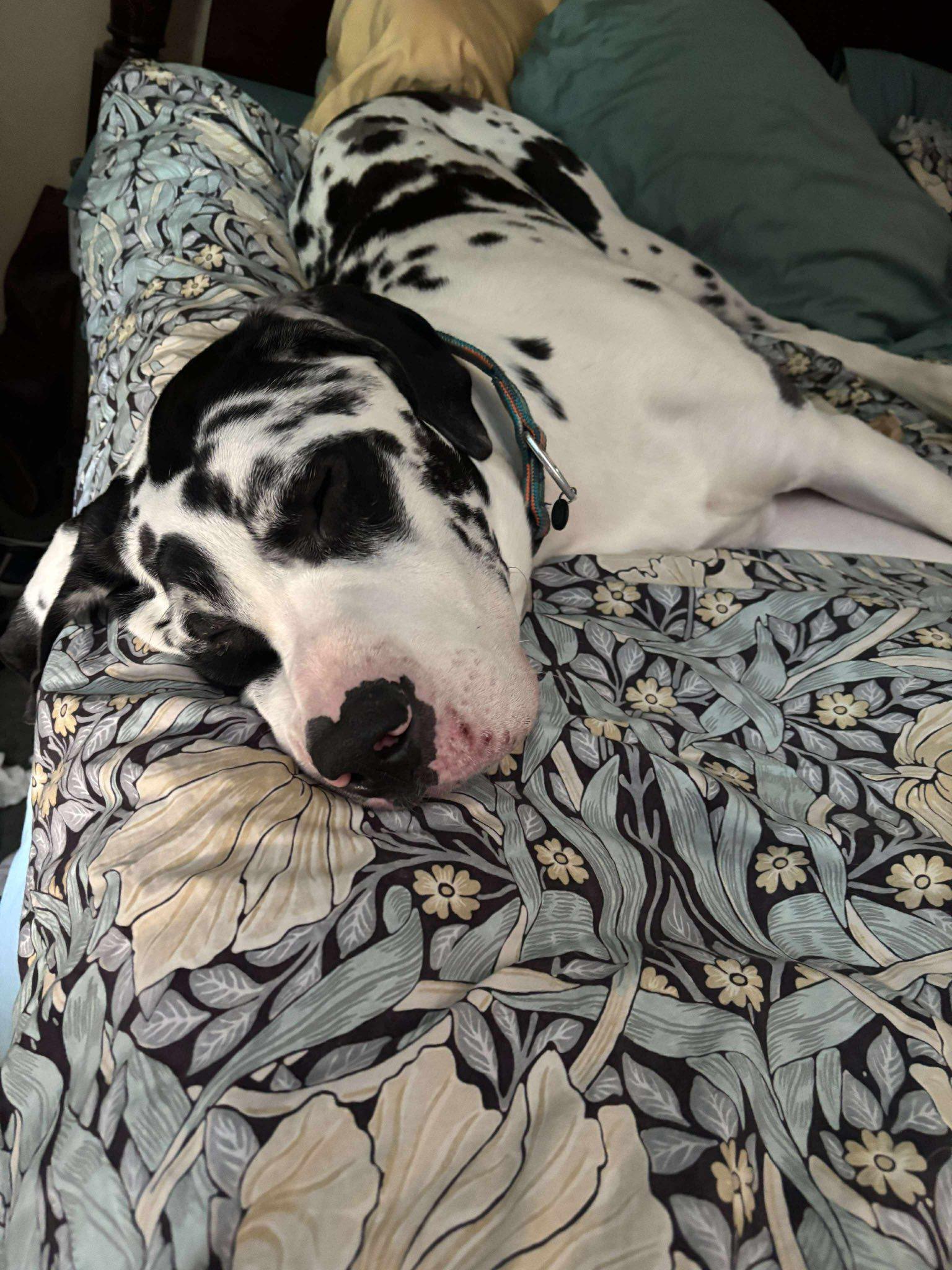 Enlarge Murphy, a Adopted mixed breed in Kingston, MA image 1/5