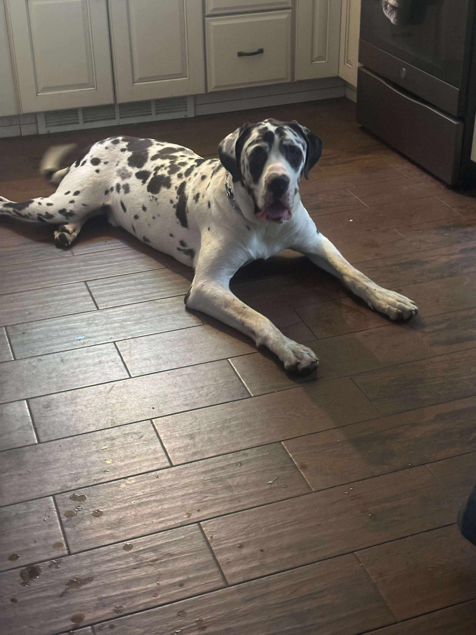 Enlarge Murphy, a Adopted mixed breed in Kingston, MA image 4/5