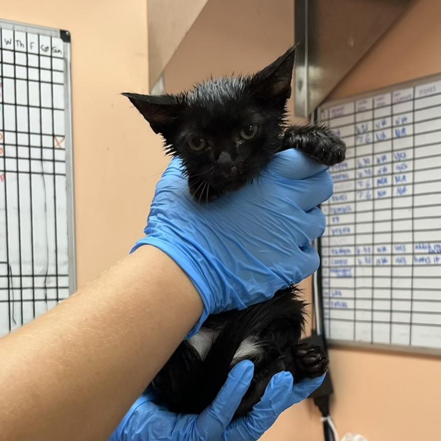 Penelope 5954, a Adoptable Domestic Short Hair in Hamilton, GA image 1/6