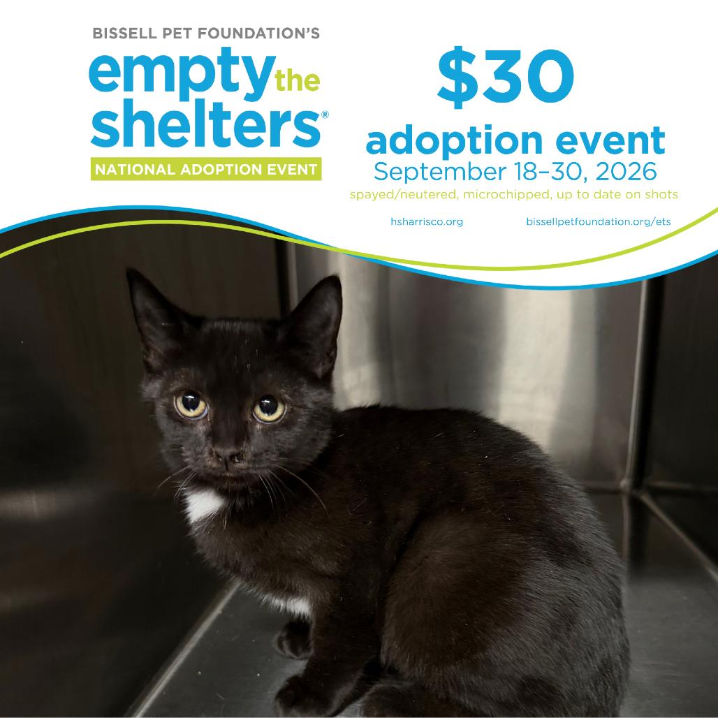 Enlarge Penelope 5954, a Adoptable Domestic Short Hair in Hamilton, GA image 2/6
