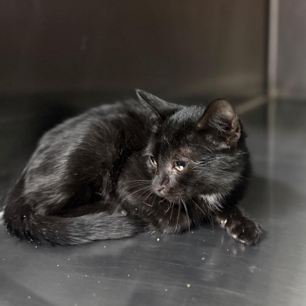 Penelope 5954, a Adoptable Domestic Short Hair in Hamilton, GA image 2/6