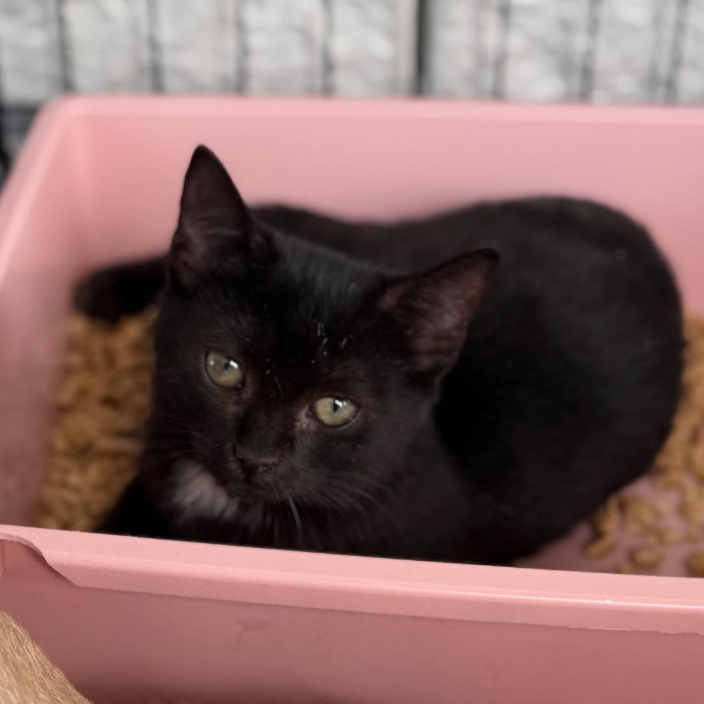 Penelope 5954, a Adoptable Domestic Short Hair in Hamilton, GA image 3/6