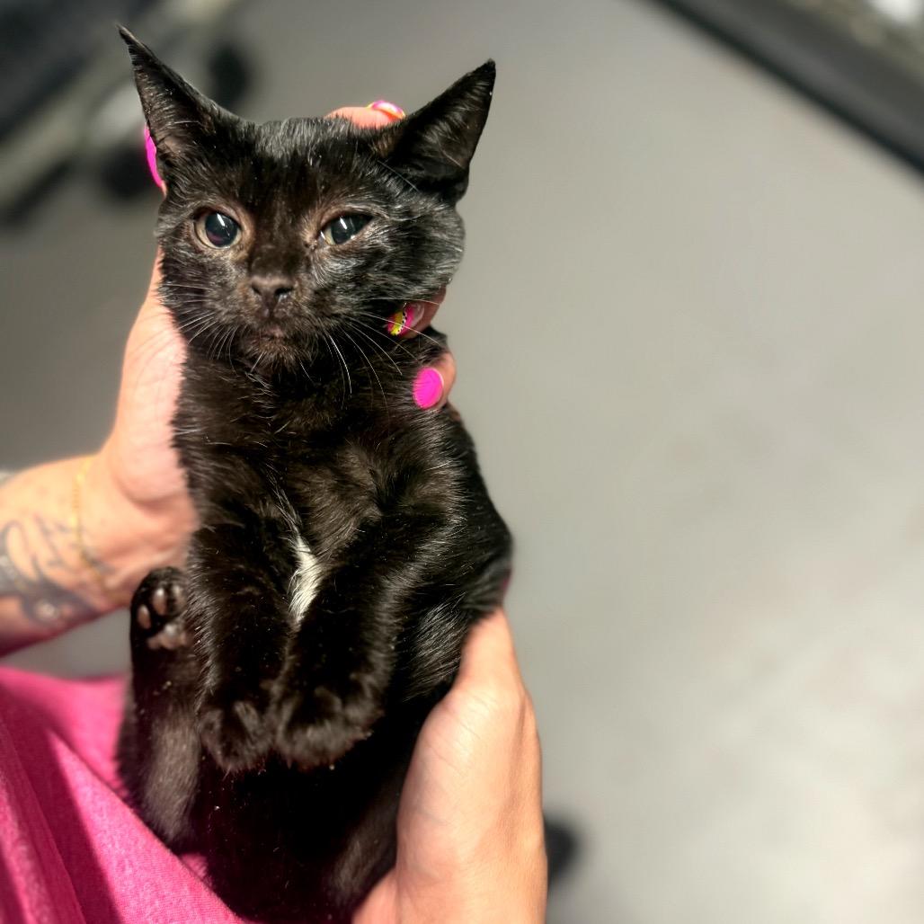 Penelope 5954, a Adoptable Domestic Short Hair in Hamilton, GA image 4/6