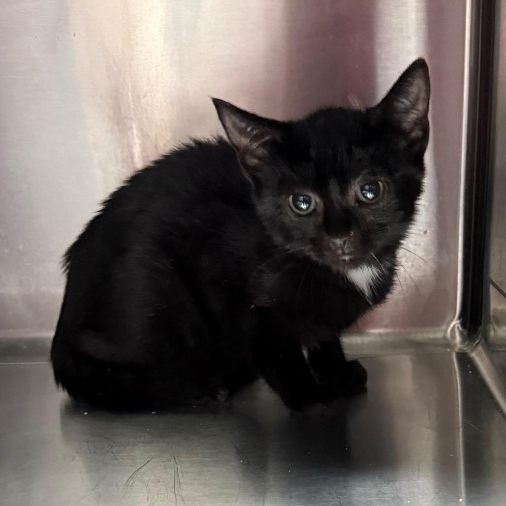 Penelope 5954, a Adoptable Domestic Short Hair in Hamilton, GA image 5/6