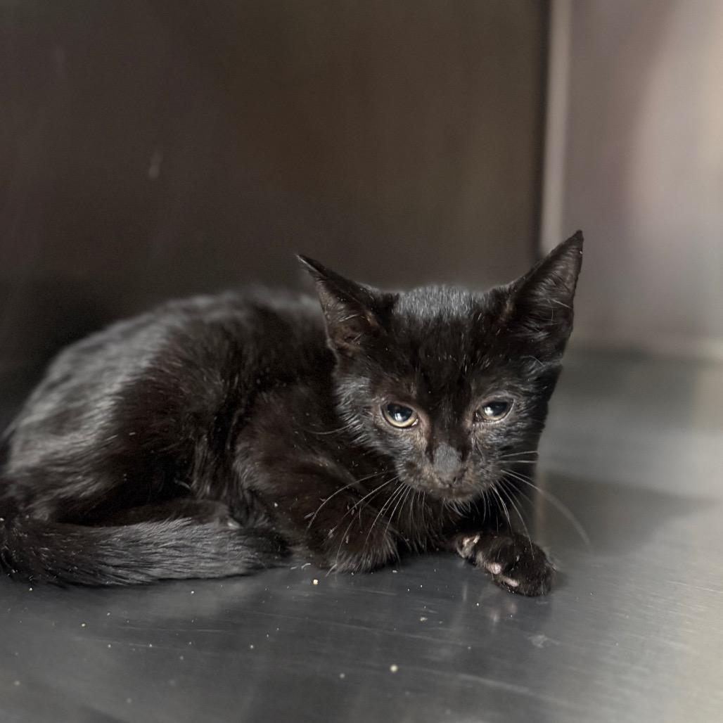 Penelope 5954, a Adoptable Domestic Short Hair in Hamilton, GA image 6/6