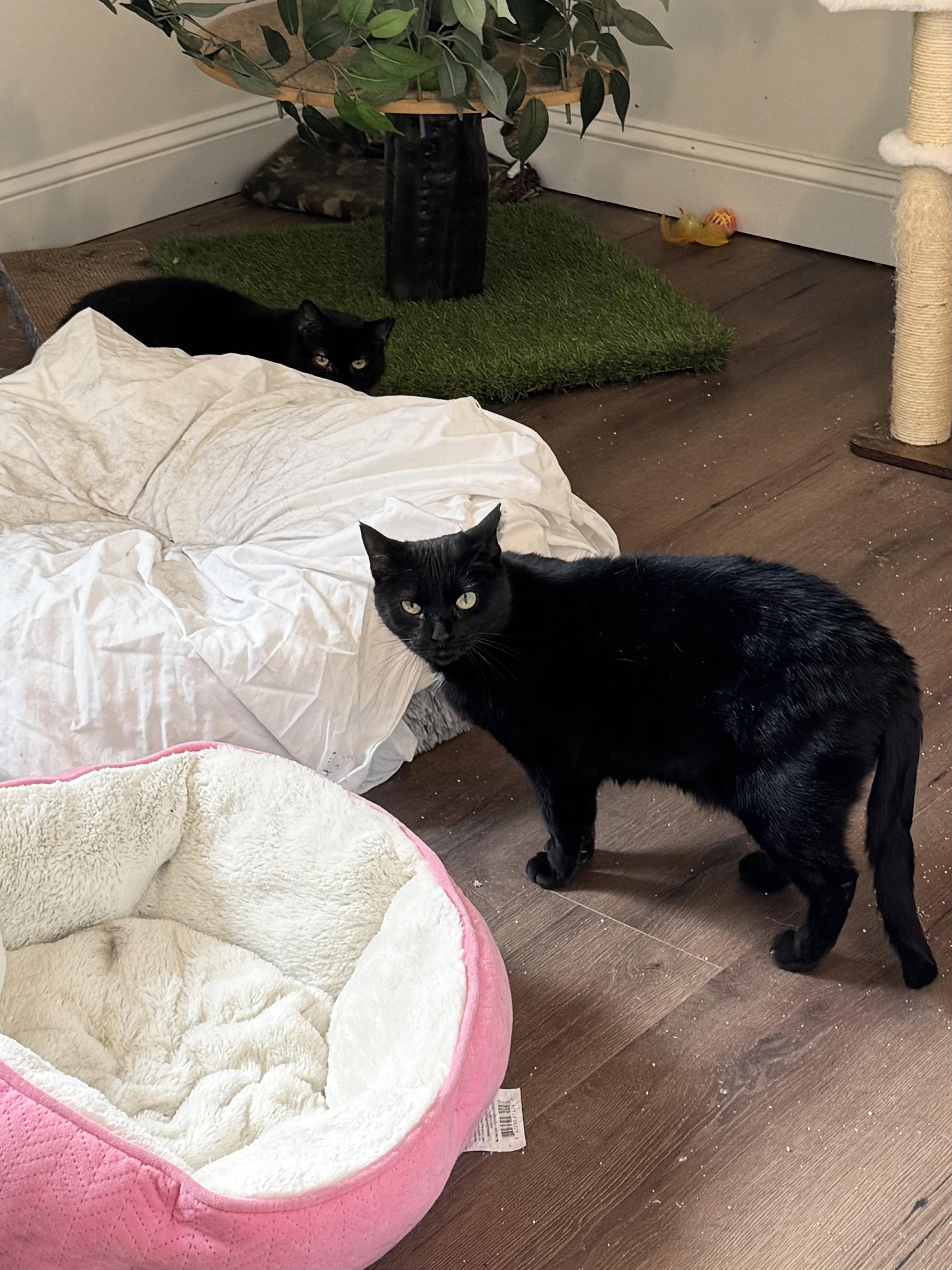 Momma Kitty & Mina, a Adoptable Domestic Short Hair in Kennebunk , ME image 1/2