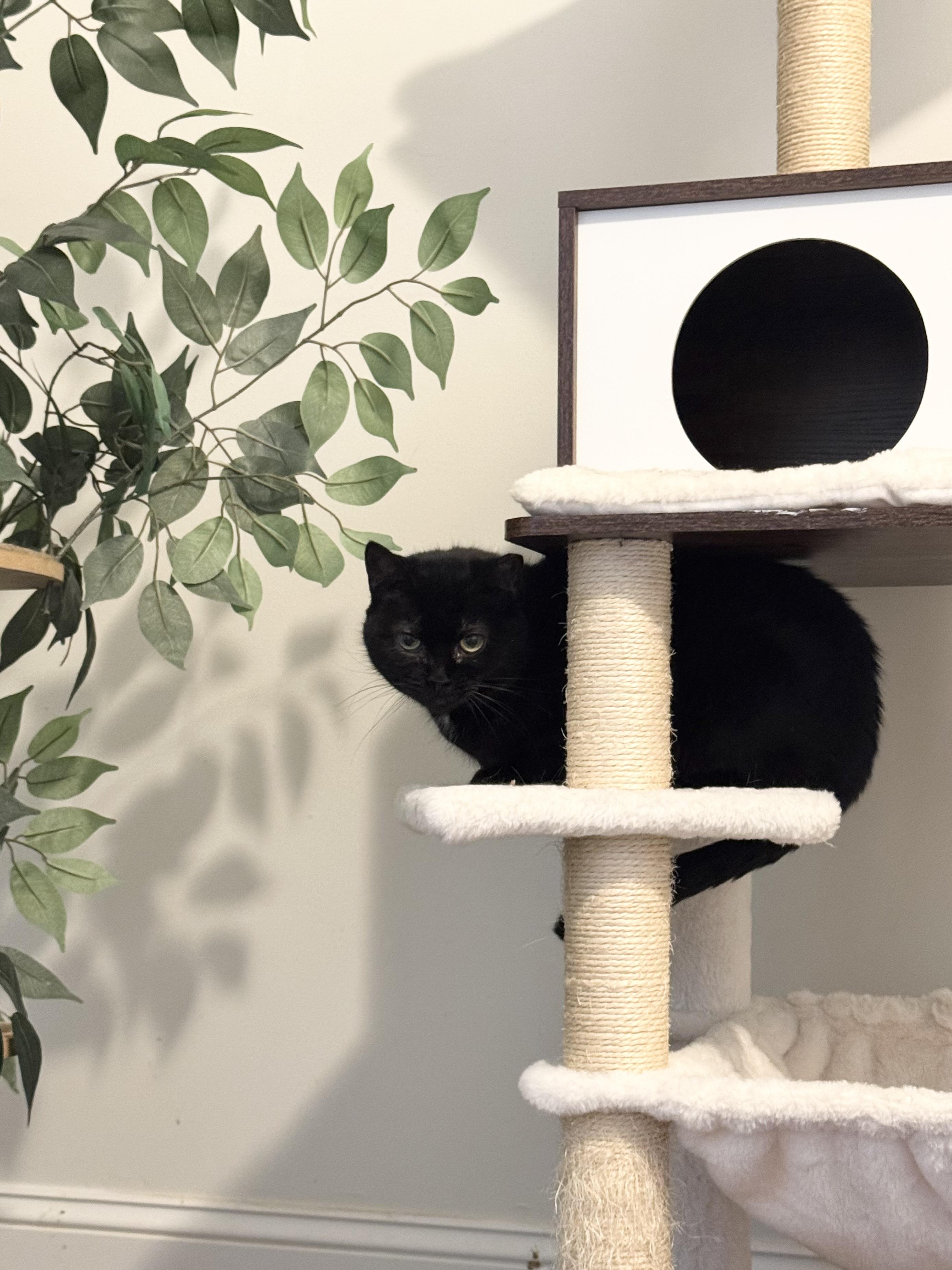 Momma Kitty & Mina, a Adoptable Domestic Short Hair in Kennebunk , ME image 2/2