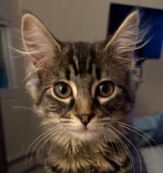 Preston Littleton - adopt with Mabel, Adoptable, Young Female Domestic Medium Hair & Domestic Short Hair.