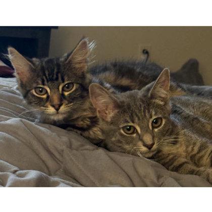 Preston Littleton - adopt with Mabel, Adoptable, Young Female Domestic Medium Hair & Domestic Short Hair.