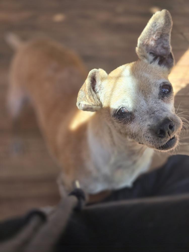 Enlarge Yoda, a Adoptable Chihuahua in Bend, OR image 1/5