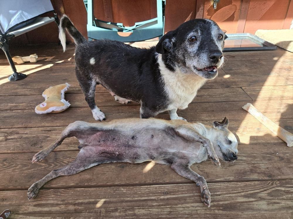 Yoda, Adoptable, Senior Female Chihuahua.