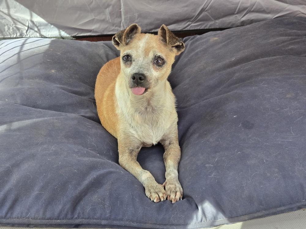 Enlarge Yoda, a Adoptable Chihuahua in Bend, OR image 3/5