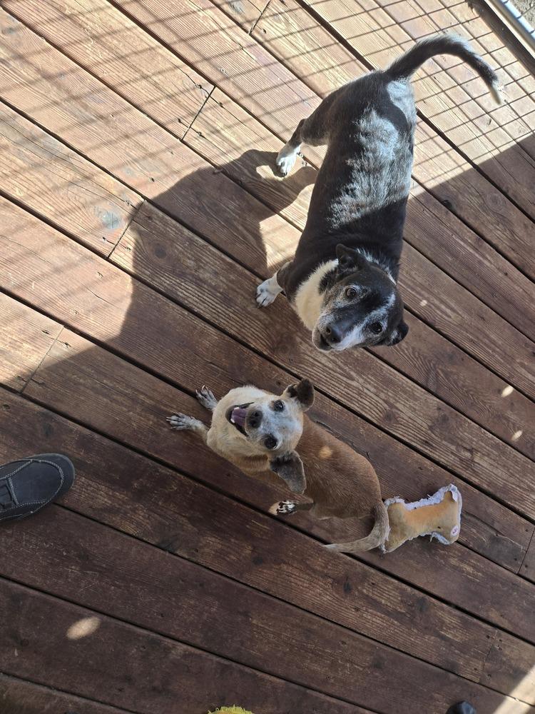 Enlarge Yoda, a Adoptable Chihuahua in Bend, OR image 4/5