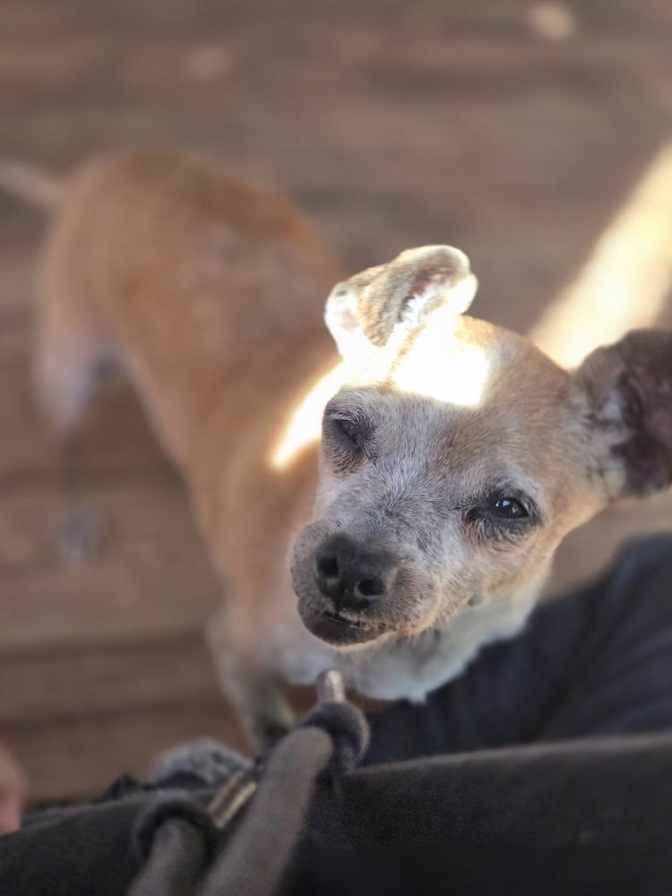 Enlarge Yoda, a Adoptable Chihuahua in Bend, OR image 5/5