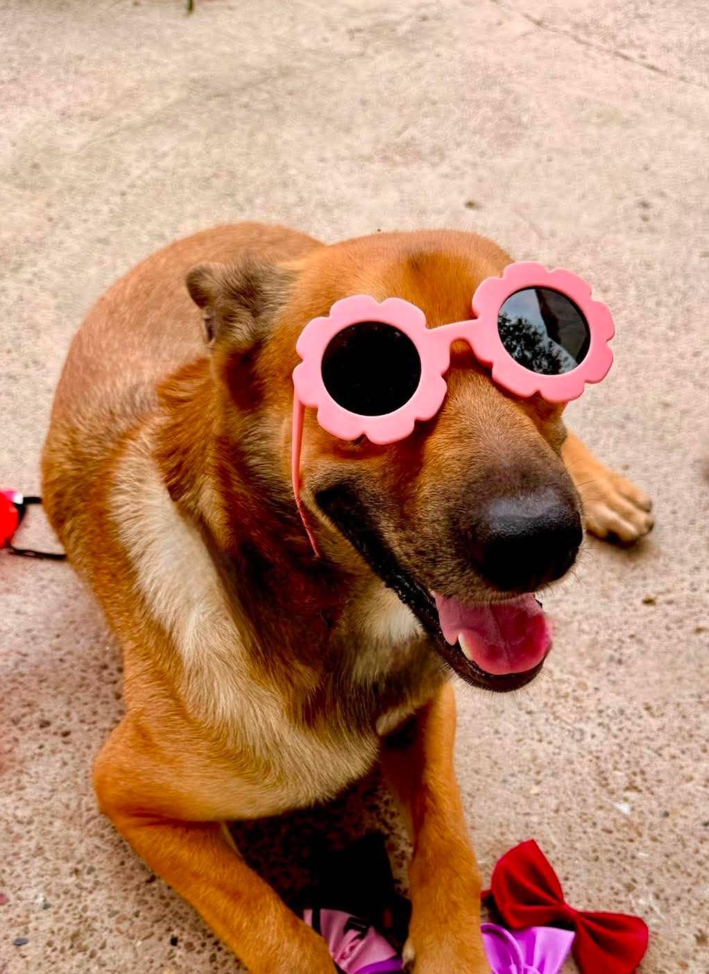 Roxy, Adoptable, Young Female Thai Ridgeback & Shepherd.