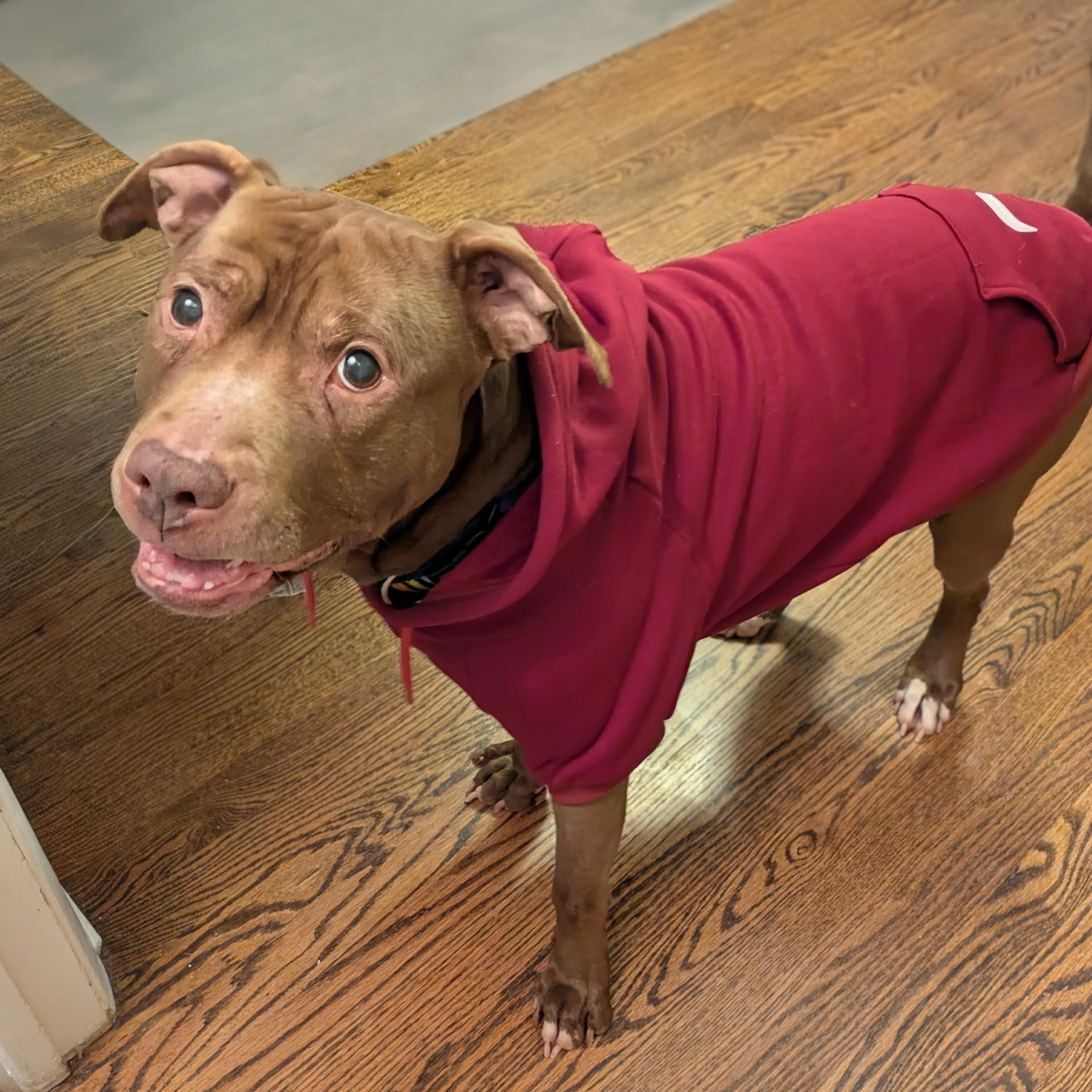 Enlarge Kane, an adopted mixed breed in Peotone, IL image 4/6