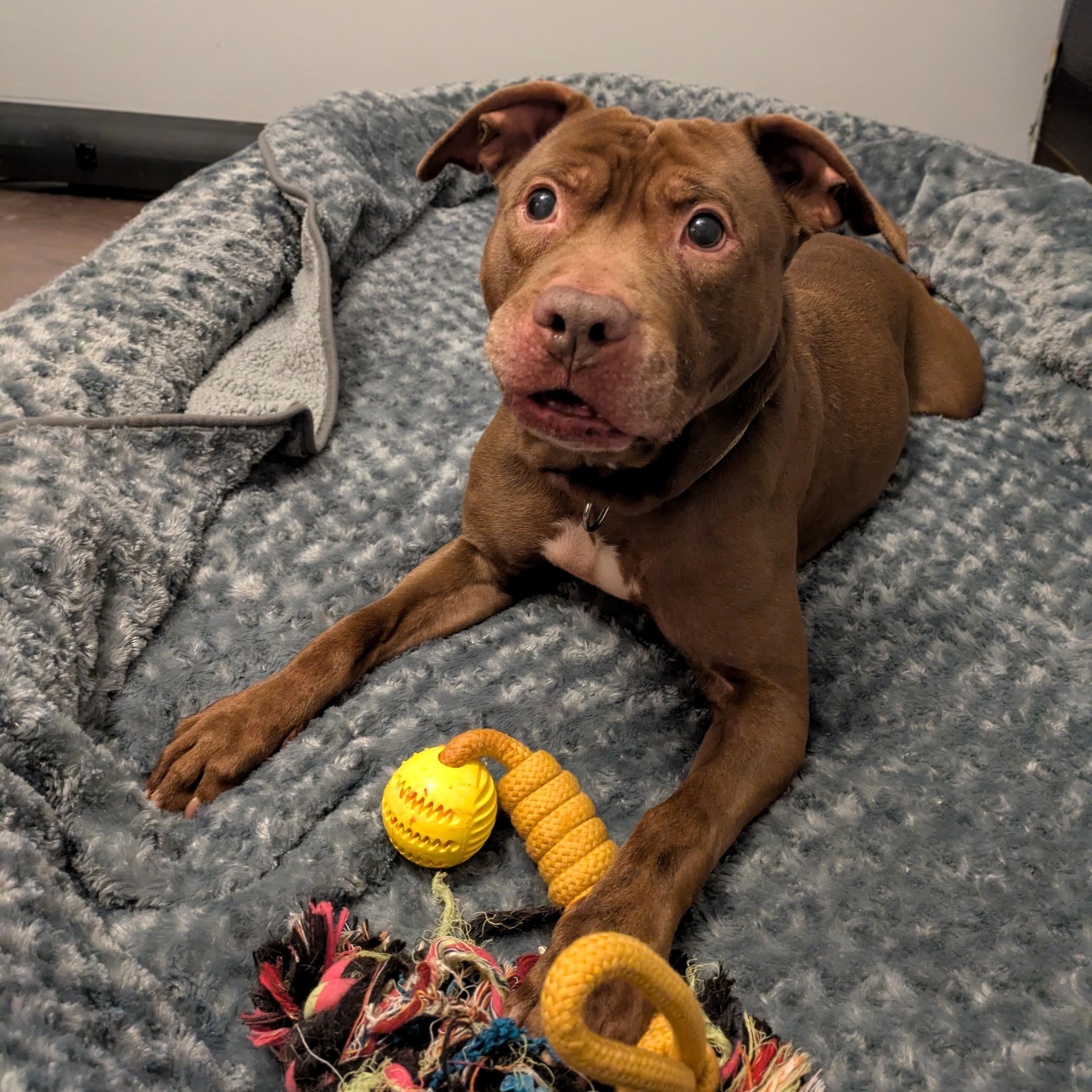 Enlarge Kane, an adopted mixed breed in Peotone, IL image 6/6