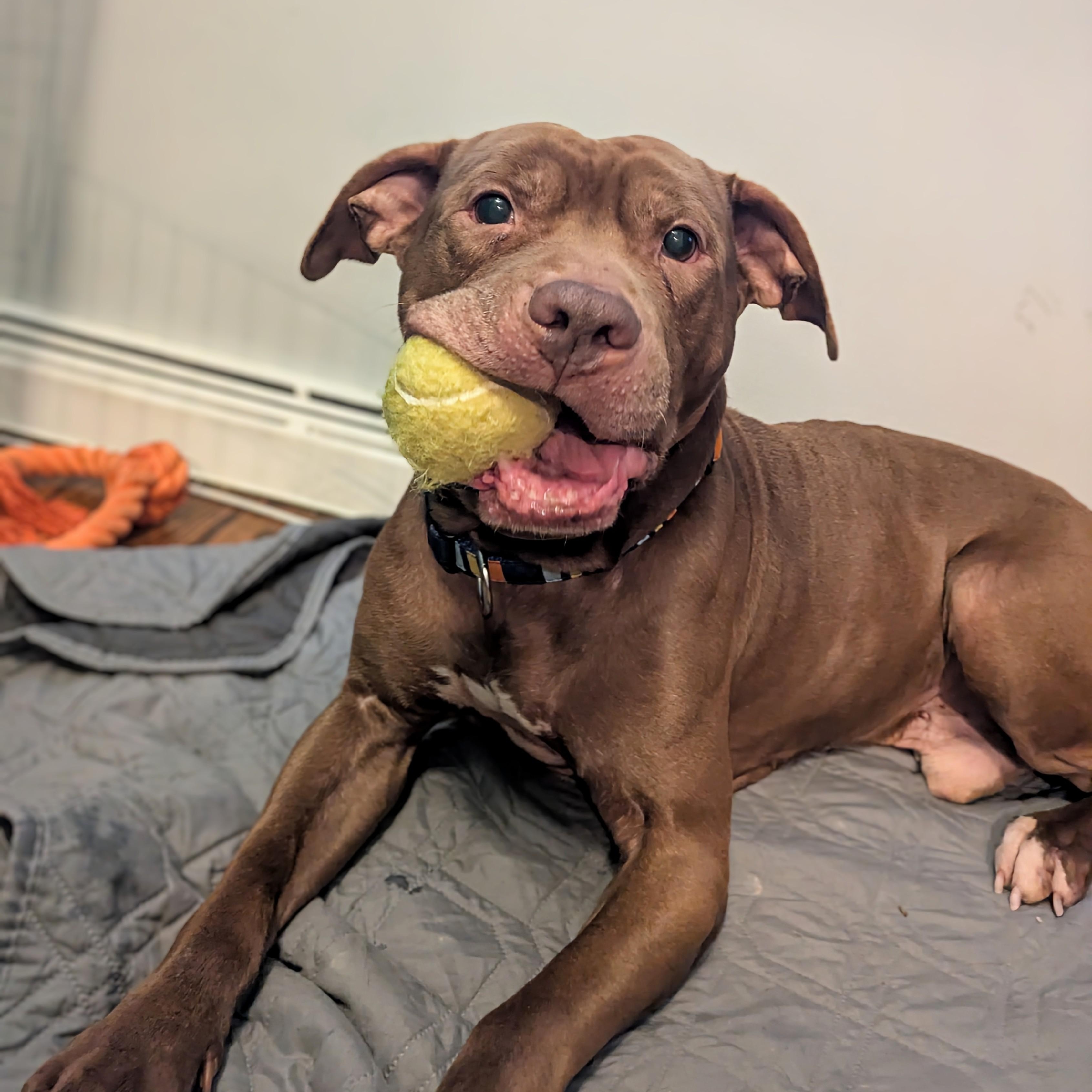 Enlarge Kane, an adopted mixed breed in Peotone, IL image 1/6