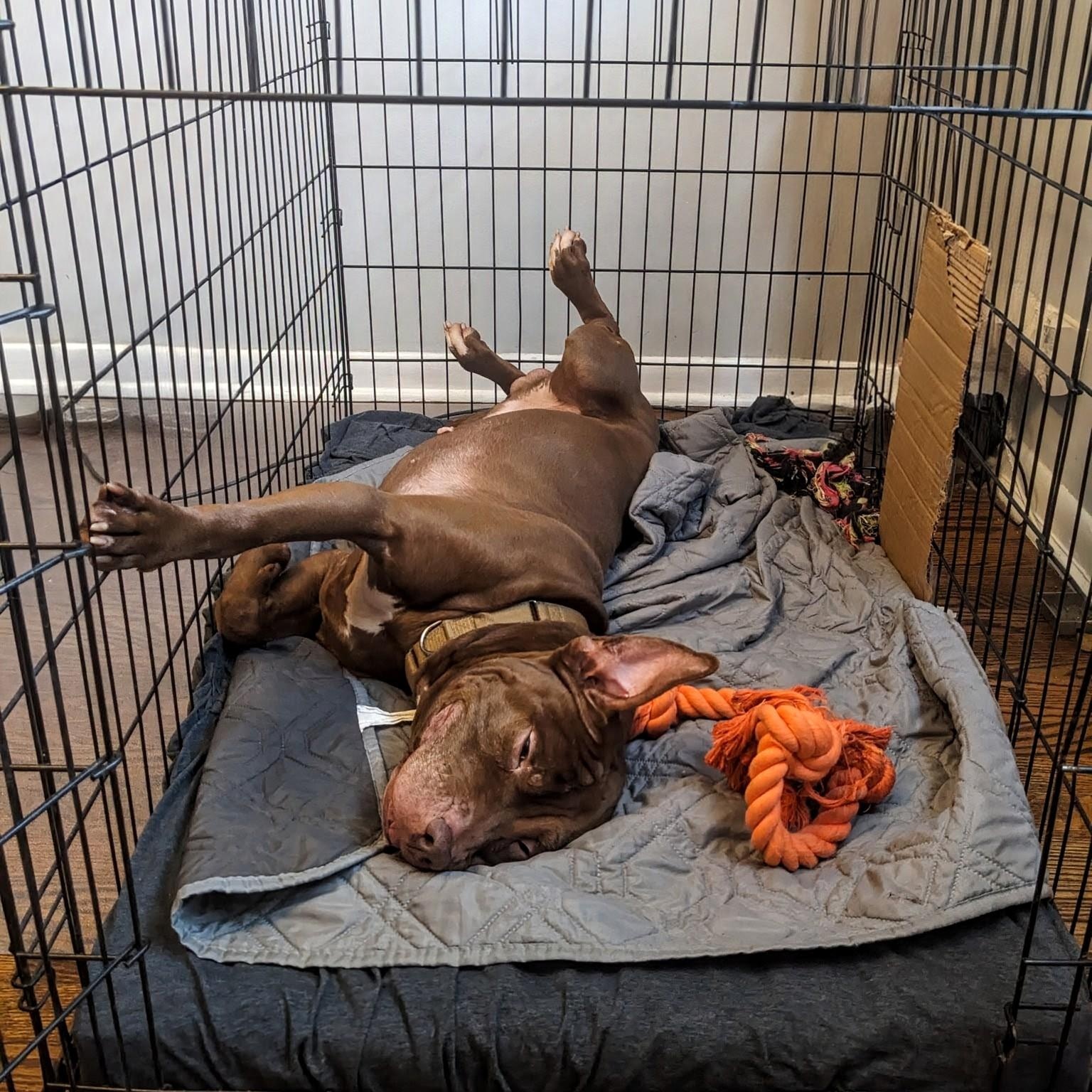 Enlarge Kane, an adopted mixed breed in Peotone, IL image 5/6